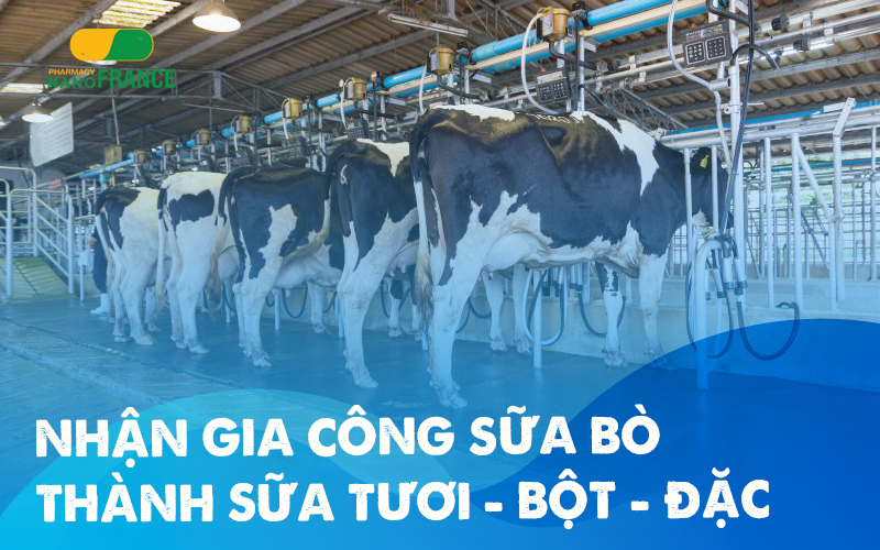 Nhận gia công sữa bò tươi thành sữa bột – sữa nước – sữa đặc!